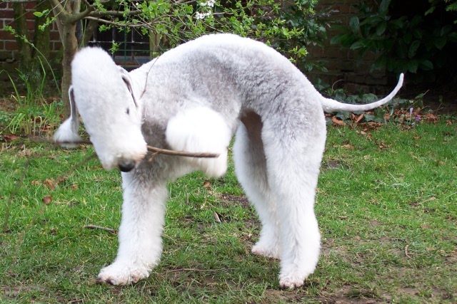 Unsere Hunde 03.02 (23).JPG